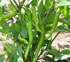 Small-fruited Specialty Sweet Peppers